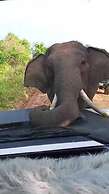 Wildlife Safari House