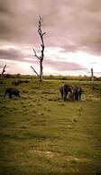 Wildlife Safari House