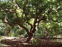 Quinta das Buganvílias