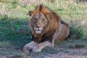 Tomo Safari Lodge