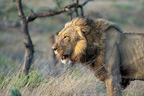 Tomo Safari Lodge