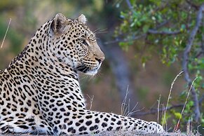 Tomo Safari Lodge