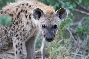 Tomo Safari Lodge