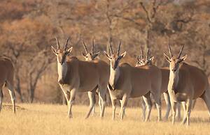 Waterberg Cottages