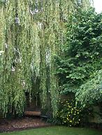 The Willow