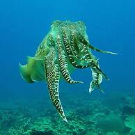 Go Deeper Tioman