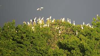 Chapwani Island