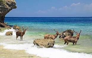 Umma Bali Menjangan