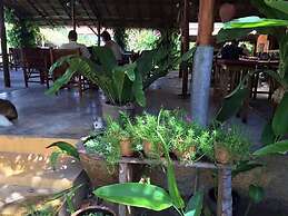 Andaman Sunflower