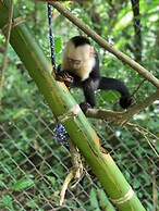 Jungle Lodge at Wild Sun Rescue