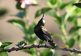 Sunbirds Lodge Chobe