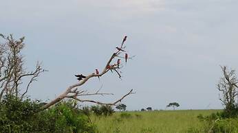 Tangi Safaris Lodge