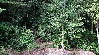 Maratua Guesthouse