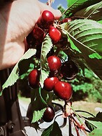 Gems of Pinakates