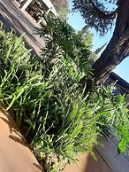 Acacia Guesthouse