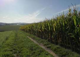 Friedlicher Waldurlaub in Altenfeld