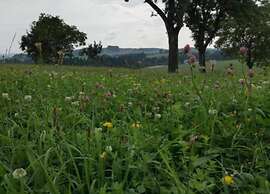 Friedlicher Waldurlaub in Altenfeld