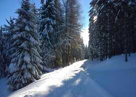 Friedlicher Waldurlaub in Altenfeld