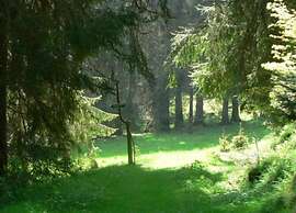 Friedlicher Waldurlaub in Altenfeld