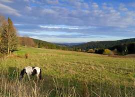 Friedlicher Waldurlaub in Altenfeld