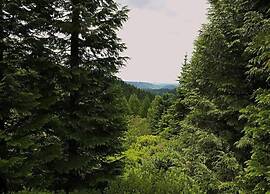 Charming Forest Escape for Two