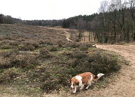Cottage in Veluwe Near Forest Park