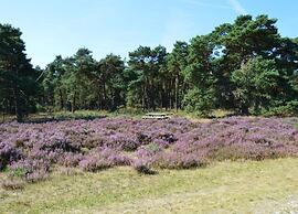Cottage in Veluwe Near Forest Park