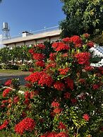 La Plumerias