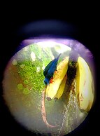 Arenal Rustic Lodge
