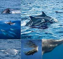 Lotus Grand Rest