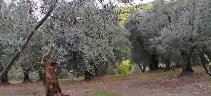 Piccolo Campagna