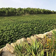 Agriturismo Tenute Pispisa Segesta