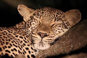 Phelwana Game Lodge