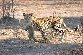 Boteti Tented Safari Lodge