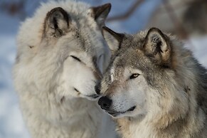 Parc Omega