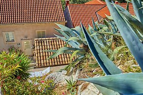 House Agave