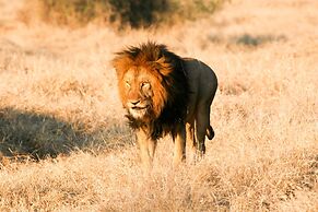 Karongwe- Shiduli Safari Lodge