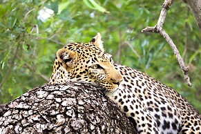Karongwe- Shiduli Safari Lodge