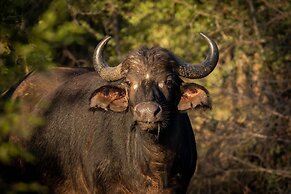 Karongwe- Shiduli Safari Lodge
