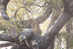 Karongwe- Shiduli Safari Lodge