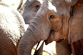 Karongwe- Shiduli Safari Lodge
