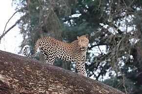 Karongwe- Shiduli Safari Lodge