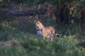 Karongwe- Shiduli Safari Lodge