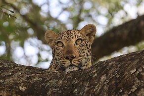 Karongwe- Shiduli Safari Lodge