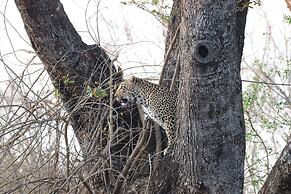Karongwe- Shiduli Safari Lodge