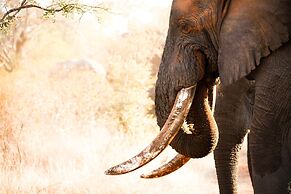 Karongwe- Shiduli Safari Lodge