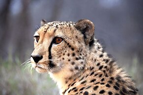 Karongwe- Shiduli Safari Lodge