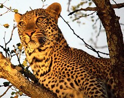 Karongwe- Shiduli Safari Lodge