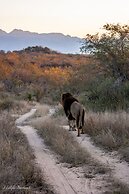 Karongwe- Shiduli Safari Lodge