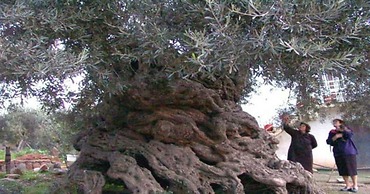 Niriides Hotel
